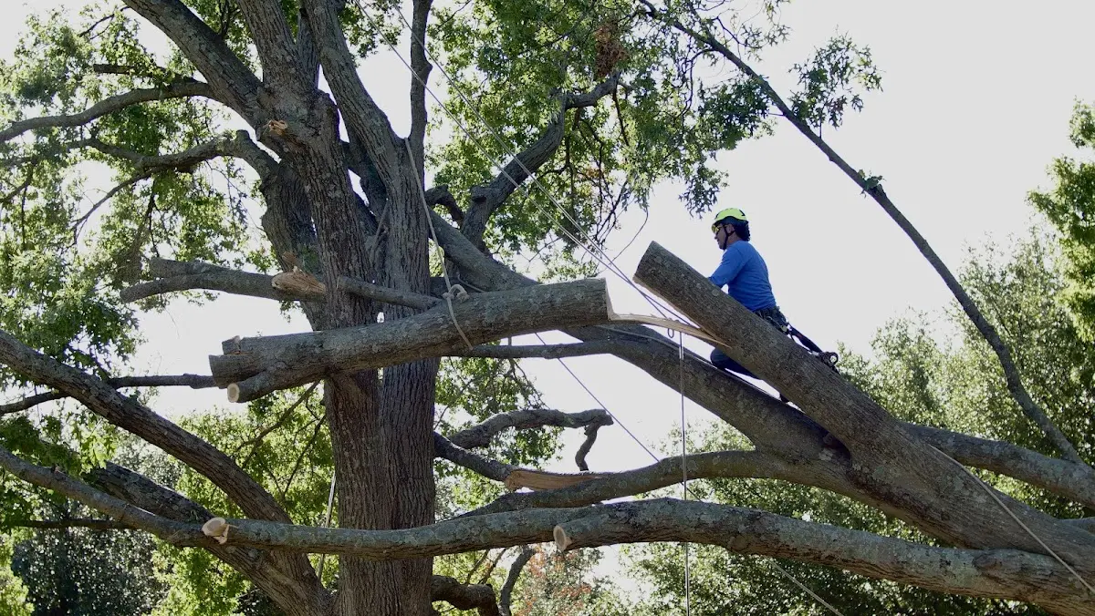 Professional Hazardous Tree Removal performed by certified arborists in Dolomite