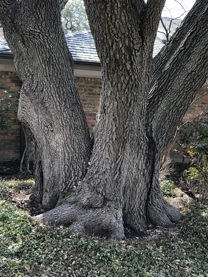 Mature heritage tree close to a Dolomite property cared for by certified arborists